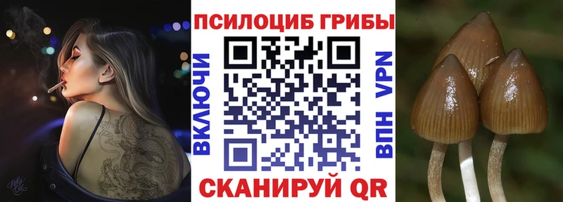 Псилоцибиновые грибы Psilocybine cubensis  Белореченск 